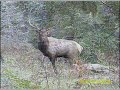 Elk Hunting 4, All the Right Moves, Ralph Ramos Elk Hunting 4, All the Right Moves, Ralph Ramos