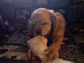 The Importance of Chewing The Importance of Chewing