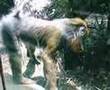 MANDRIL agresivo DEL BOSQUE DE CHAPULTEPEC MEXICO D,F
