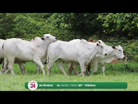 LEILO VIRTUAL FMEAS AGROPECURIA RIBEIRPOLIS