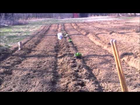 how to plant iceberg lettuce