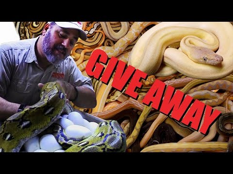 YouTube reptile video