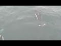 porpoises on bow of tugboat, Alaska porpoises on bow of tugboat, Alaska