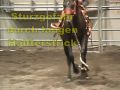 Sturzgefahr durch Halfterstrick beim Saddle Bronc Riding