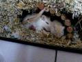 videos de Neugeborene.avi