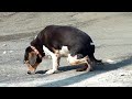 20091205 - 不倒翁 aka 球球 / [bu dao weng] aka [chiu chiu]
