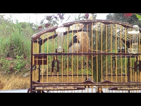 papa capim campeão vendido por R$ 8,000,00 (oito mil reais)