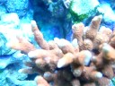 Aquatic Gallery - Orange digitata Aquatic Gallery - Orange digitata
