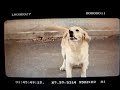 Sah Mat Kamera Arkas?-Akt�r K�pek Dost-E?itmen Bora Erbek