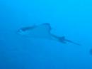 Graceful Eagle Ray Graceful Eagle Ray