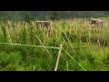 REAL ADVENTURE OFFROAD SUKAMANTRI ( RAOS ) 2009.AVI