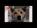 RT @SarahNEmerson: Still my favorite dog video ever. http://t.co/RDge9VXG
