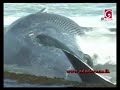 Dead whale washes ashore at Kamburugamuwa