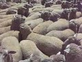 Ballarat crossbred ewes to $140