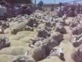 Ballarat crossbred ewes to $140