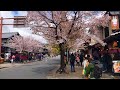 2019年4月11日(木)京都 嵐山 満開の桜🌸☆ Arashiyama  Kyoto   Cherry blossom trees☆ 岚山