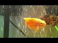 Oscar fish tank (MUST SEE)