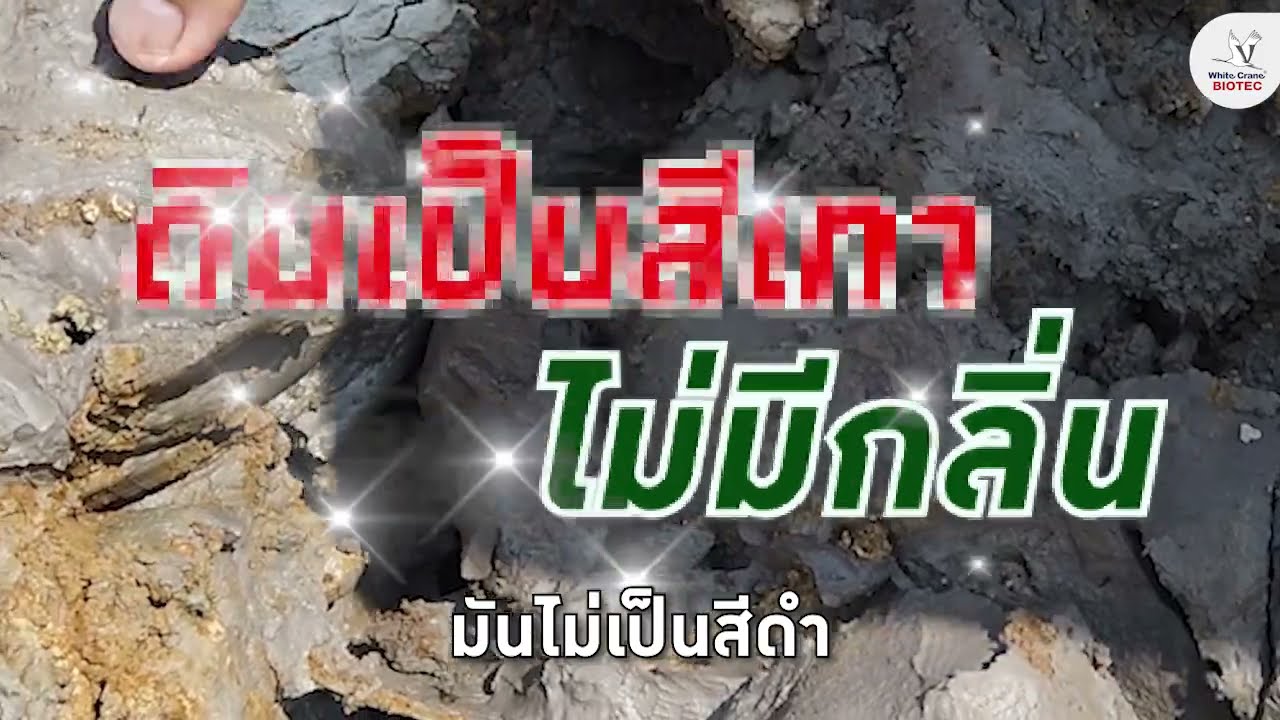 แก้ปัญหาบ่อมีแอมโมเนีย ไนไตรสูง