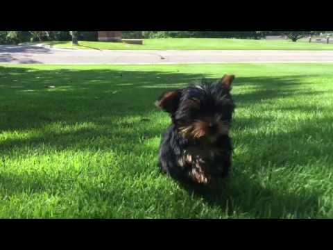Georgie is a super tiny Yorkie who likes to play and give loads of kisses