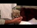 Zoo View-Cheetah Cub-Cincinnati Zoo
