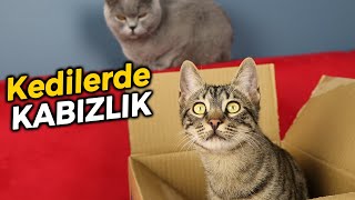 KEDİLERDE KABIZLIK SORUNU VE ÇÖZÜMÜ 💩(Kedi