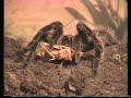 Vogelspinne Brachypelma Albopilosa in Action