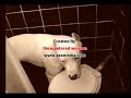 DOGO  ARGENTINO "OLANE" COMO BAÑARLO