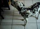 Stella the Dalmation Stella the Dalmation