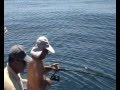 videos de PARGO RECORDE