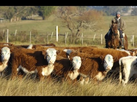 - Semanario Centro - Paso de los Toros - Semanario Centro - Paso de los Toros