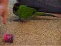 nelly the nanday conure