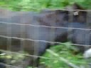 donkey