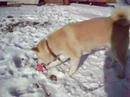 Japanese   Akita  foster Mai playing in the snow