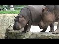 Harvesting hippos Harvesting hippos