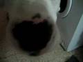 mi perro guau guau (: