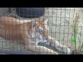 Rare Young Golden Tabby Bengal Tiger Eating