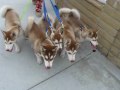 Siberian husky Puppy Walk #1