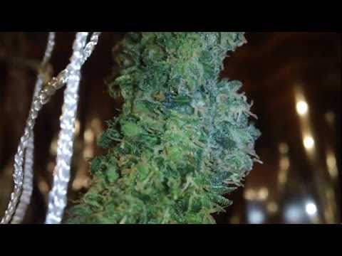 how to harvest outdoor indica