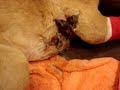 After effects of Spider bites on Pets After effects of Spider bites on Pets