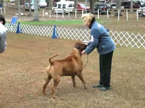 bullmastiff