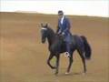 Virginia Horse Center Tennessee Walking Horse Classic