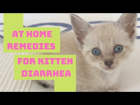 Kitten & Cat Diarrhea Home Remedy - Safe & Easy!
