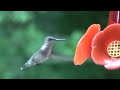 Humingbird fastest beak in the East