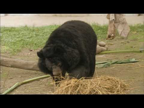 Moon Bears’ Journey<br>to Freedom Part 3