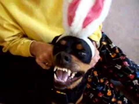 rottweiller