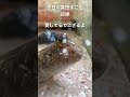 【真田まこと目線】小動物鑑賞も好き