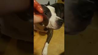 Стаффорд 2 Фаллоимитатор