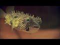 Conservancy of Southwest Florida Capital Campaign Video