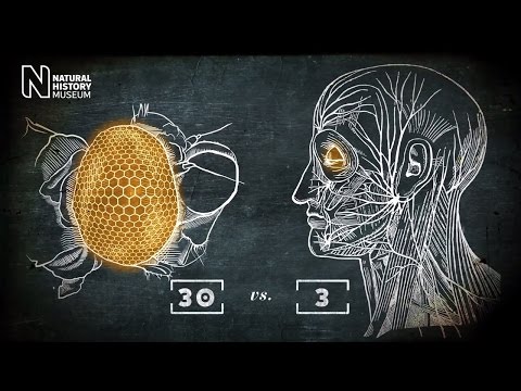 How does the human eye work?