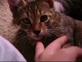 Mah Kittehs!!!!! Mah Kittehs!!!!!